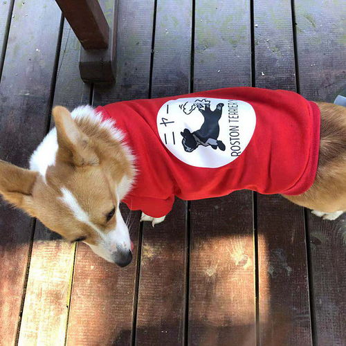 萌寵也潮流 中小型犬全系列時尚薄絨衛衣，助力寵物全運會風采